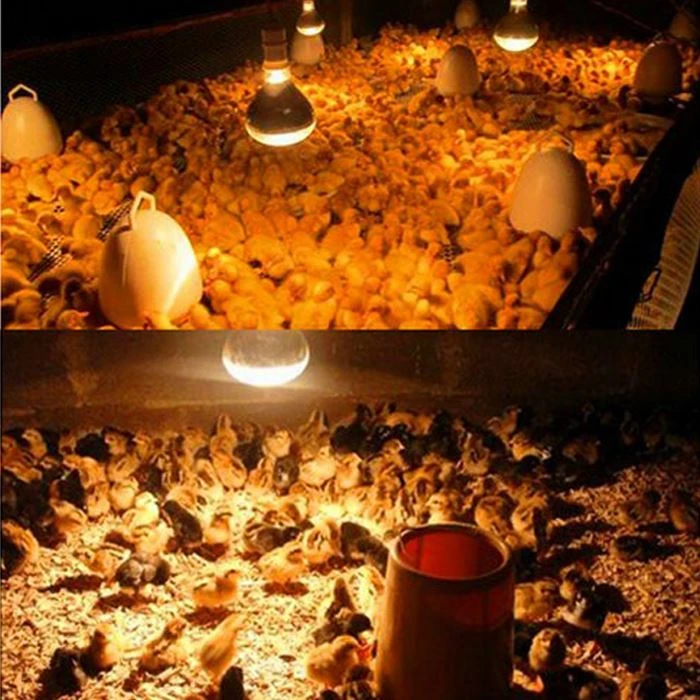 Applicable places for 275w heat lamp q